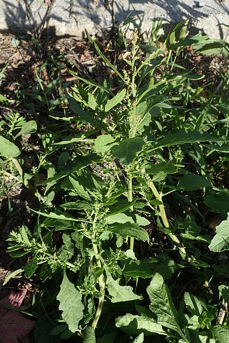 Dysphania ambrosioides \ Wohlriechender Drsengnsefu, Jesuiten-Tee / West-Indian Goosefoot, Mexican Tea, I Liguria, Altare 7.10.2021