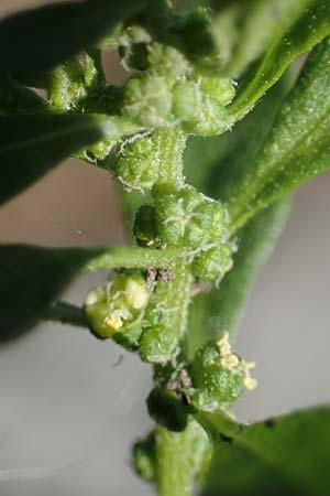 Dysphania ambrosioides / West-Indian Goosefoot, Mexican Tea, I Liguria, Altare 7.10.2021