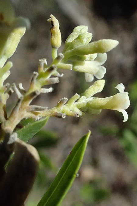 Daphne gnidium \ Herbst-Seidelbast, I Liguria, Moneglia 26.9.2023