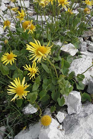 Doronicum columnae \ Herzblttrige Gmswurz, I Campo Imperatore 5.6.2007