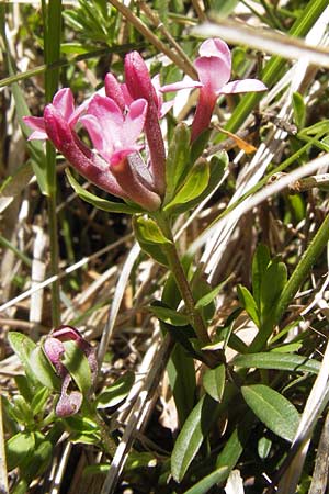 Daphne cneorum \ Rosmarin-Seidelbast, Flaumiger Seidelbast / Garland Flower, I Liguria, Monte Beigua 24.5.2013