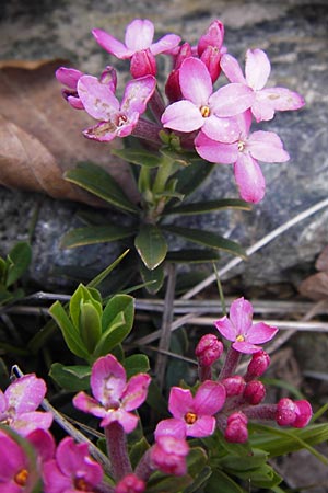 Daphne cneorum \ Rosmarin-Seidelbast, Flaumiger Seidelbast / Garland Flower, I Liguria, Monte Beigua 24.5.2013