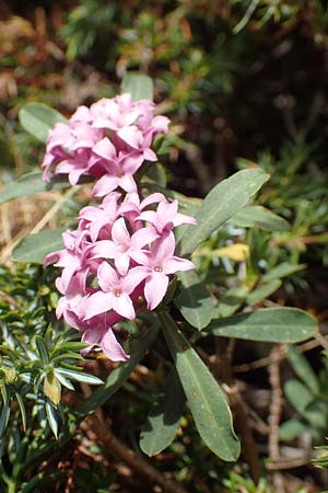 Daphne cneorum \ Rosmarin-Seidelbast, Flaumiger Seidelbast / Garland Flower, I Passo San Marco 10.6.2017