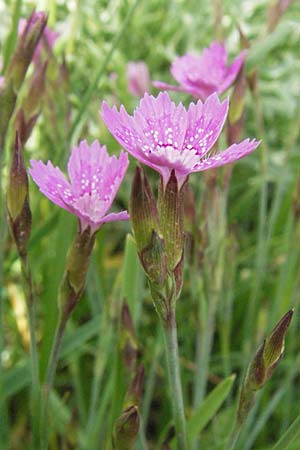 Dianthus deltoides \ Heide-Nelke / Maiden Pink, I Monti Sibillini 8.6.2007