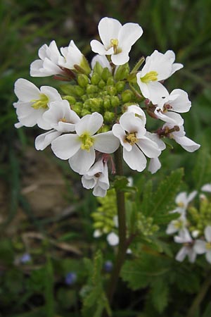 Diplotaxis erucoides \ Rauken-Doppelsame / White Wall Rocket, I Cattolica 24.3.2013