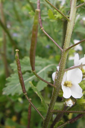 Diplotaxis erucoides \ Rauken-Doppelsame / White Wall Rocket, I Cattolica 24.3.2013