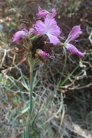 Dianthus balbisii \ Balbis' Nelke, I Liguria, Moneglia 26.9.2023