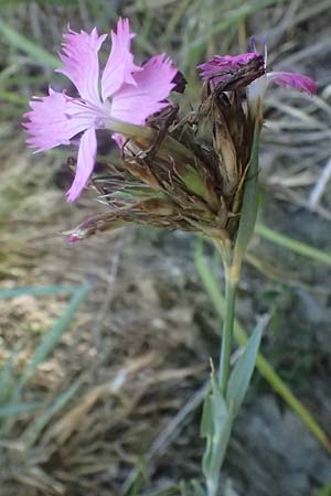 Dianthus balbisii \ Balbis' Nelke / Balbis' Pink, I Liguria, Moneglia 26.9.2023