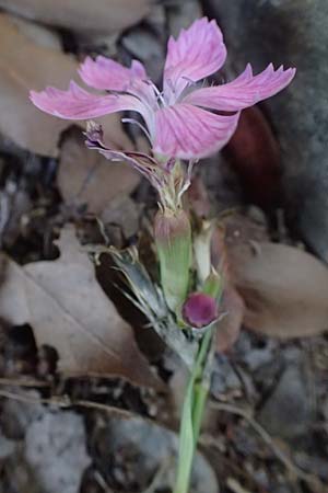 Dianthus balbisii \ Balbis' Nelke / Balbis' Pink, I Liguria, Moneglia 26.9.2023