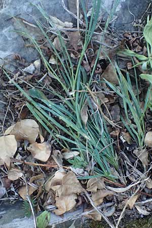 Dianthus balbisii \ Balbis' Nelke, I Liguria, Cinque Terre 28.9.2023