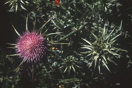 Silybum marianum \ Marien-Distel, I Promontorio del Gargano, Mattinata 30.4.1985