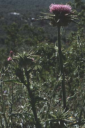 Silybum marianum \ Marien-Distel, I Promontorio del Gargano, Mattinata 30.4.1985