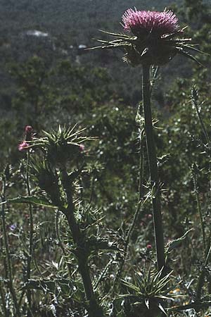 Silybum marianum / Milk Thistle, I Promontorio del Gargano, Mattinata 30.4.1985