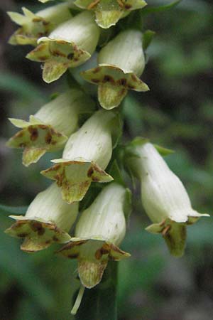 Digitalis lutea \ Gelber Fingerhut, I Gole del Salinello bei Ripe 6.6.2007