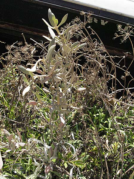 Laserpitium siler ? \ Berg-Laserkraut, Echter Bergkmmel / Narrow-Leaved Sermountain, I Venedig/Venice 19.2.2007