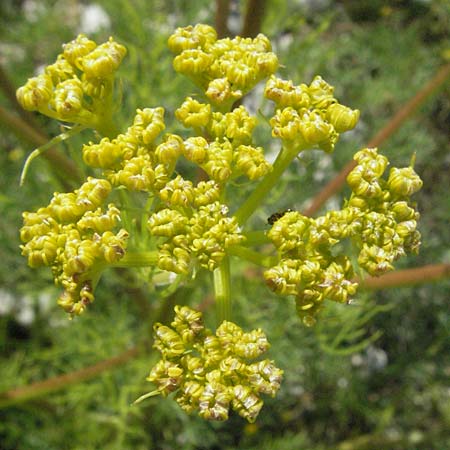 Ferulago campestris \ Knotenbltige Birkwurz / Field Fennel, I Norcia 7.6.2007