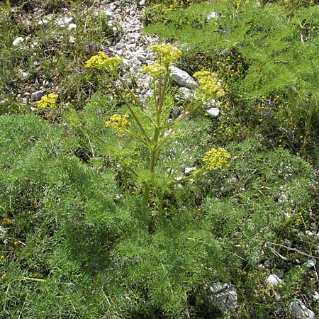 Ferulago campestris \ Knotenbltige Birkwurz / Field Fennel, I Norcia 7.6.2007