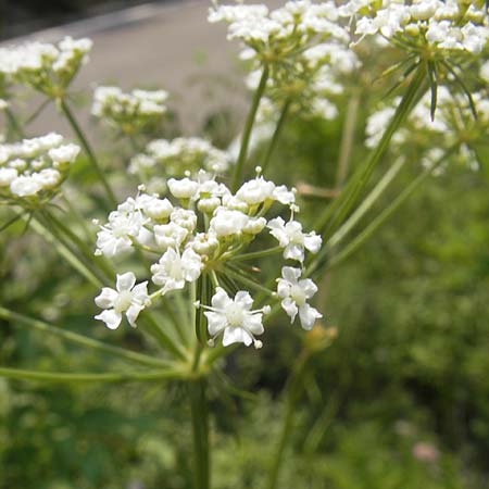 Peucedanum oreoselinum \ Berg-Haarstrang / Mountain Parsley, I Sant' Anna d'Alfaedo 26.6.2010