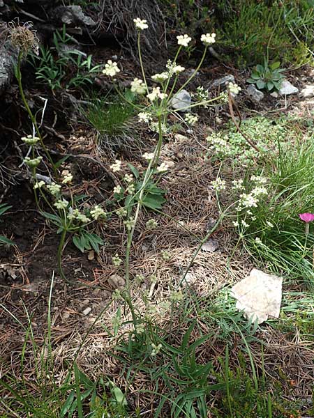 Laserpitium peucedanoides \ Haarstrang-Laserkraut / Sermountain, I Südtirol,  Plätzwiese 5.7.2022