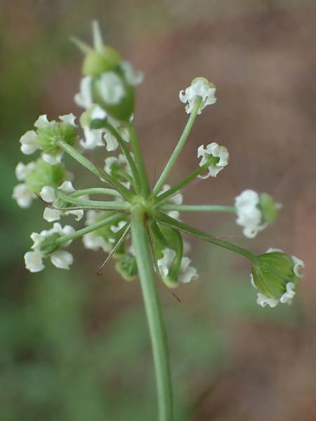 Laserpitium peucedanoides \ Haarstrang-Laserkraut / Sermountain, I Südtirol,  Plätzwiese 5.7.2022