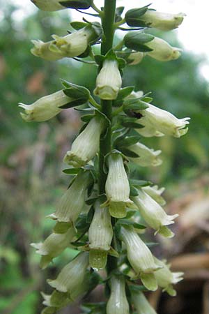 Digitalis lutea / Straw Foxgloves, I Orvieto 2.6.2007