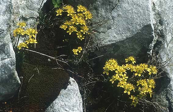 Draba aizoides \ Immergrnes Felsenblmchen, Felsen-Hungerblmchen / Yellow Whitlowgrass, I Monte Baldo 10.5.1986