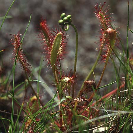 Drosera longifolia \ Langblttriger Sonnentau / Great Sundew, I Antholz 5.7.1993