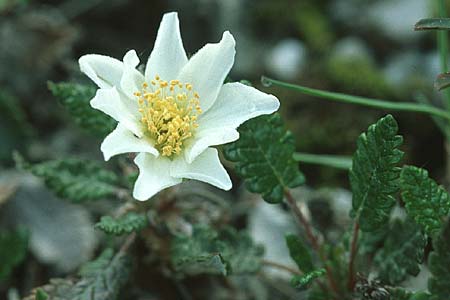 Dryas octopetala \ Silberwurz, I Friaul, Tagliamento Tal 15.5.2004