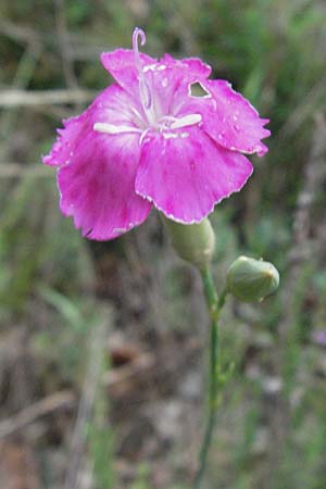 Dianthus sylvestris \ Stein-Nelke / Wood Pink, I Gole del Salinello bei/near Ripe 6.6.2007