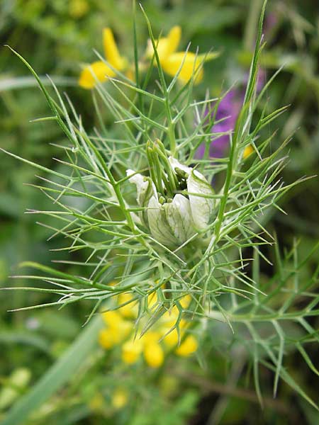 Nigella damascena \ Damaszener Schwarzkmmel, Jungfer im Grnen, I Liguria, Dolcedo 30.5.2013