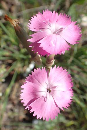 Dianthus sylvestris \ Stein-Nelke / Wood Pink, I Iseosee, Sulzano 8.6.2017