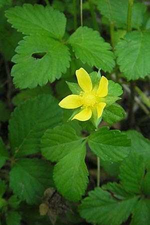 Potentilla indica \ Indische Schein-Erdbeere, I Zoppola 31.7.2011