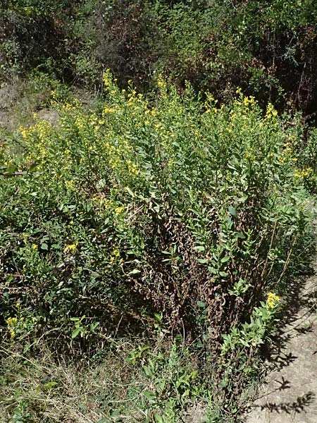 Dittrichia viscosa \ Klebriger Alant / Woody Fleabane, False Yellowhead, I Liguria, Moneglia 26.9.2023