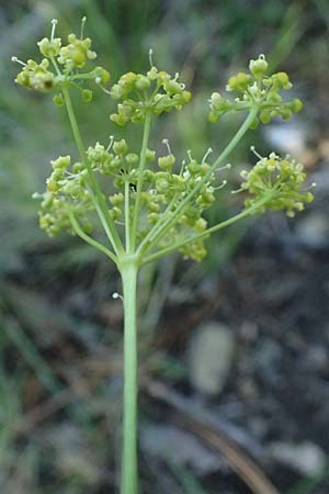 Peucedanum officinale ? \ Arznei-Haarstrang, I Liguria, Moneglia 26.9.2023