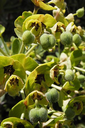 Euphorbia characias \ Palisaden-Wolfsmilch / Large Mediterranean Spurge, I Liguria, Castillo di Zuccarello 19.5.2013