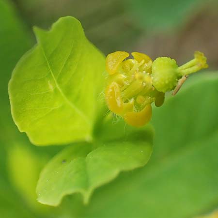 Euphorbia carniolica \ Krainer Wolfsmilch, I Alpi Bergamasche, Monte Alben 11.6.2017