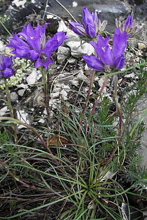 Edraianthus graminifolius \ Grasblttrige Bschel-Glockenblume / Grassy Bells, I Monti Sibillini, Castelluccio 7.6.2007