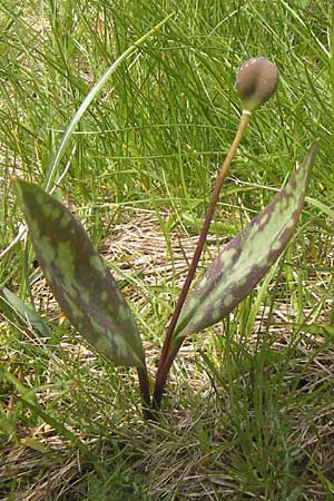 Erythronium dens-canis / Dog's Tooth Violet, I Liguria, Monte Beigua 24.5.2013