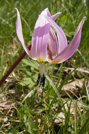 Erythronium dens-canis / Dog's Tooth Violet, I Liguria, Monte Beigua 24.5.2013