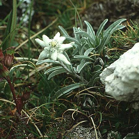 Leontopodium alpinum \ Edelweiß / Edelweiss, I Sella-Joch 8.8.1988