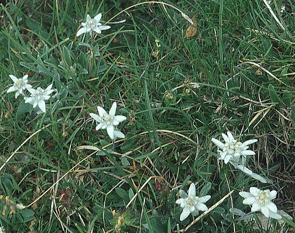 Leontopodium alpinum \ Edelwei / Edelweiss, I Sella-Joch 6.8.2004