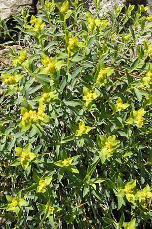 Euphorbia spinosa \ Dornige Wolfsmilch / Spiny Spurge, I Genua 22.5.2010