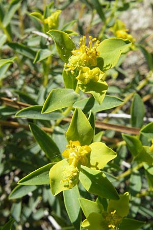Euphorbia spinosa \ Dornige Wolfsmilch / Spiny Spurge, I Genua 22.5.2010