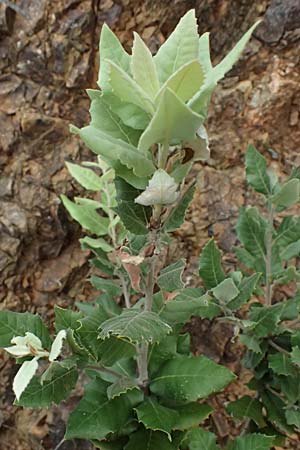 Quercus ilex \ Stein-Eiche / Evergreen Oak, I Liguria, Bonassola 4.10.2023