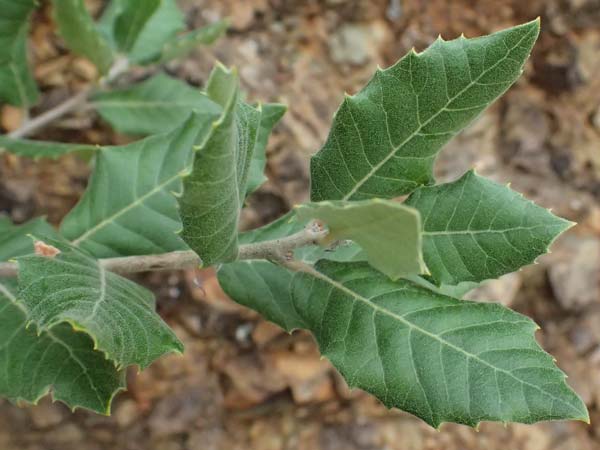 Quercus ilex \ Stein-Eiche / Evergreen Oak, I Liguria, Bonassola 4.10.2023