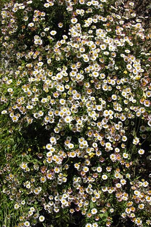 Erigeron karvinskianus \ Karwinskis Berufkraut / Mexican Fleabane, I Liguria, Castelvecchio di Rocca Barbena 19.5.2013