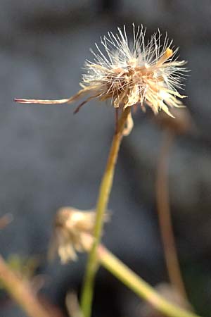 Erigeron karvinskianus / Mexican Fleabane, I Liguria, Moneglia 3.10.2023