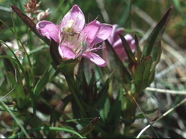 Gentianella campestris \ Feld-Kranzenzian, Feld-Enzian / Field Gentian, I St.  Martin am Kofel 28.6.1993