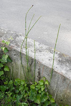 Equisetum ramosissimum \ stiger Schachtelhalm / Branched Horsetail, I Liguria, Ceriale 20.5.2013