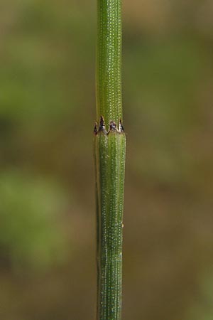 Equisetum ramosissimum \ stiger Schachtelhalm, I Liguria, Ceriale 21.5.2013